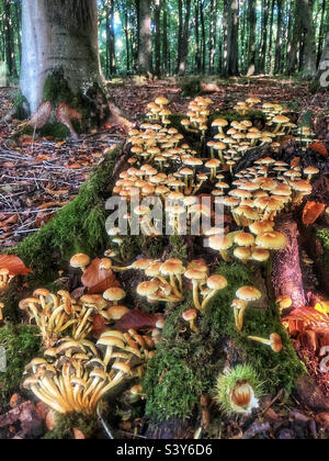 Tuft de soufre Mushroom poussant sur une souche d'arbre recouverte de mousse dans un bois de hêtre près de Winchester Hampshire Royaume-Uni Banque D'Images