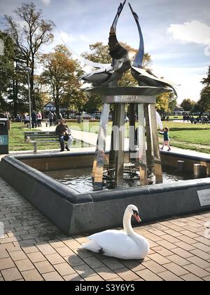 Le Swan se détendant à côté de la fontaine de cygne du nom sur les jardins de Bancroft à Stratford upon Avon Warwickshire Angleterre Banque D'Images