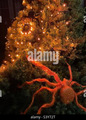 Une décoration d'Halloween lumineuse dans une maison de l'Utah, aux États-Unis. Une grande araignée orange rampant vers le haut sur un pin vers une toile d'araignée illuminée « filée » par une petite araignée noire. Banque D'Images