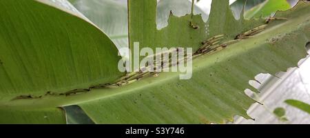Chenilles de papillon de hibou sur une feuille de banane Banque D'Images