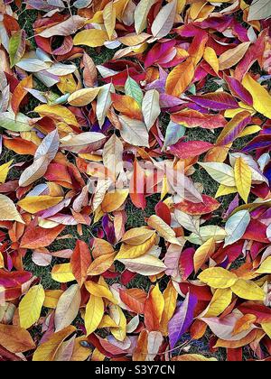 Les feuilles de cendres d'automne récemment tombées couvrent une cour dans l'Utah, aux États-Unis. Ils font un magnifique arrière-plan abstrait naturel avec beaucoup de couleurs, de formes et de textures colorées. Banque D'Images