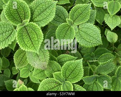 Feuilles vert vif d'une plante d'amitié Banque D'Images