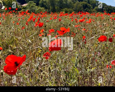 Des coquelicots sauvages dans un champ de jachère lors d'une chaude journée d'été dans le Kent, en Angleterre Banque D'Images