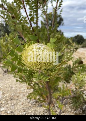 Banksia baxteri, Proteaceae Banque D'Images