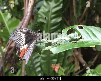 Papillon mormon commun, chenille et œuf sur une feuille d'agrumes Banque D'Images