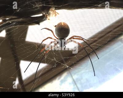 Araignée de tisserand dorée australienne Banque D'Images