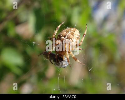 Araignée de jardin femelle (Araneus diadematus) tenant sa proie Banque D'Images