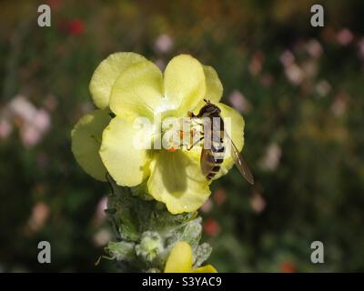 L'aéroglisseur noir à rayures jaunes (Syrphus sp.) se nourrissant d'une fleur de mulléine jaune Banque D'Images