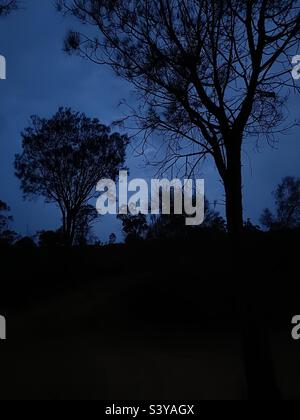 Arbres de nuit Banque D'Images