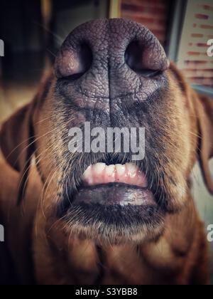 Gros plan du nez et de la bouche ouverte d'un chien avec des dents visibles et une morsure Banque D'Images