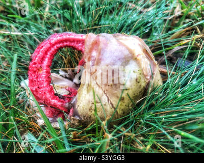 Le champignon des doigts du diable (Clathrus archeri) et parfois appelé champignon Optopus stinkhorn et Squid, émergeant de son «oeuf» mince et gélatineux. En novembre à Lyndhurst, dans la Nouvelle forêt Banque D'Images