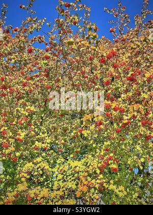 Un arbre de Cockspur Hawthorn sur le terrain d'une église dans la vallée de Salt Lake dans l'Utah, États-Unis. En automne, les feuilles commencent à changer, mais ce sont les nombreuses touffes de baies rouges qui se distinguent vraiment. Banque D'Images