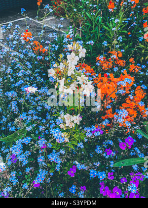 Fleurs sauvages vibrantes dans un jardin Banque D'Images