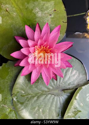 Fleur de Lotus aux feuilles vertes Banque D'Images