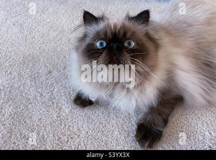 Vue en grand angle d'un chat himalayan Banque D'Images