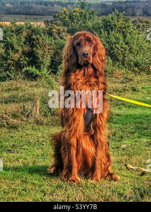 Le Setter irlandais Chester dans une forêt du Hampshire Banque D'Images