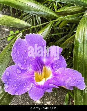 Fleur avec gouttes de pluie sur elle Banque D'Images