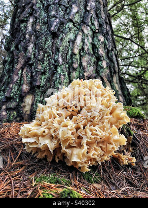 Le champignon du chou-fleur (Sparassis crispa) pousse dans une forêt de pins du Hampshire au Royaume-Uni Banque D'Images