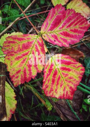 Bramble feuilles en automne Banque D'Images