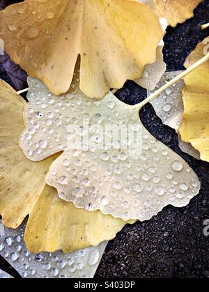 Feuille d'automne jaune et gouttes d'eau dessus Banque D'Images