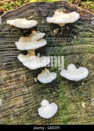 Champignon blanc sur l'arbre coupé dans une forêt du Hampshire Royaume-Uni Banque D'Images