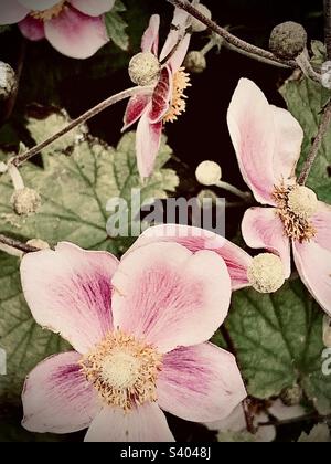 Le style rétro Begonia Grandis fleurit en rose Banque D'Images