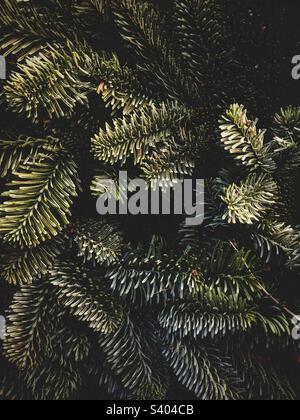 Fond de Noël plein cadre des branches et des feuilles d'un sapin de Noël de l'épinette nordique sans décorations ni espace de copie Banque D'Images