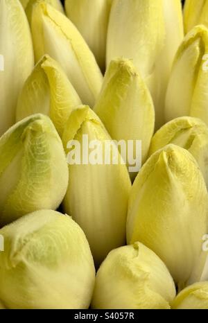 Chicory à vendre dans une ferme de Worcestershire Banque D'Images