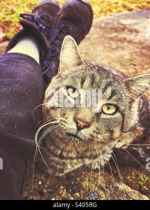 Chat tabby à poil court masculin assis près des jambes d'une femme Banque D'Images