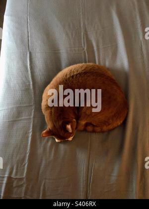 Cat sleeping on bed Banque D'Images