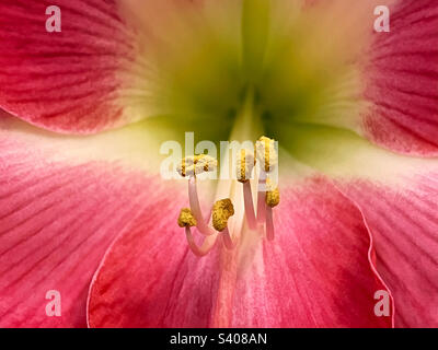 Cape Horn amaryllis fleur de gros plan. Banque D'Images