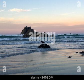 Un cacher d'huîtres noires sur la plage du Mont Manganui, Nouvelle-Zélande Banque D'Images