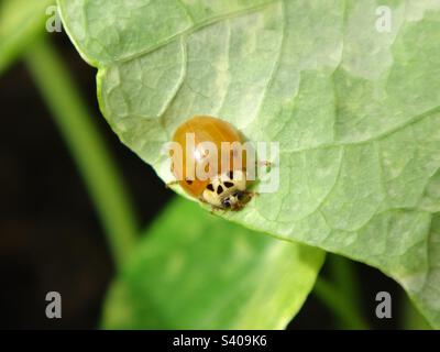 Petit dendroctone de l'arlequin orange (Harmonia axyridis) avec seulement deux taches assises sur le dessous d'une feuille de nasturtium Banque D'Images