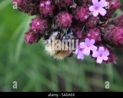 Gros plan de l'abeille Bumble, de l'abeille commune (Bombus pascuorum), assise sur des fleurs de verveine rose (Verbena bonariensis) Banque D'Images