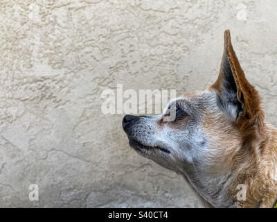 Portrait d'un vieux chien chihuahua Banque D'Images