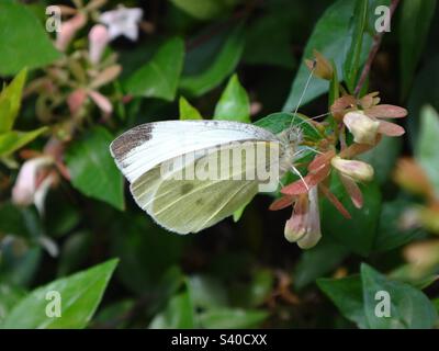 Femelle petit papillon blanc (Pieris rapae) sur un arbuste vert Banque D'Images