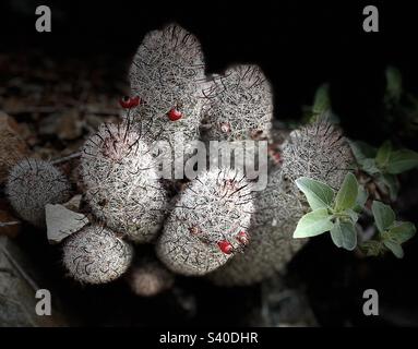 Fructifier Mammillaria, cactus mamelons, cactus à coussinet, mode portrait, éclairage de scène, Phoenix Mountain Preserve, Arizona Banque D'Images