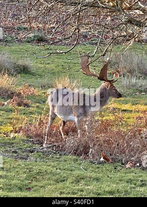 Le cerf en buck mâle (Dama Dama) se tenant dans le sauterelle du parc Knole, Kent, Angleterre en décembre Banque D'Images