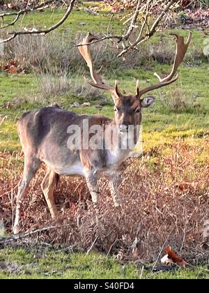 Cerf sauvage mâle en buck (Dama Dama) dans le sauterelle avec des bois complets dans le parc Knole, Kent, Angleterre Banque D'Images