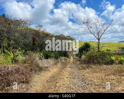 Sentiers de randonnée à travers les champs de canne à sucre, Grand River Sud-est, Maurice Banque D'Images