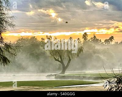 Aigle à tête blanche survolant le saule un matin brumeux avec un lever de soleil doré se brisant sous les nuages de tempête, encadrés par des arbres et des buissons en premier plan. La brume montante de l'étang donne un effet aquarelle. Banque D'Images