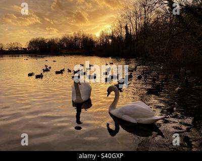 Cygnes blancs nageant sur un lac au coucher du soleil dans le Lancashire Banque D'Images