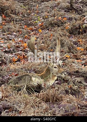 Cerf sauvage camouflé en buck mâle (Dama Dama) avec des bois cachés en saumâtre en hiver, Knole Park, Sevenoaks, Kent, Angleterre Banque D'Images