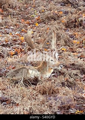 Cerf sauvage camouflé en buck mâle (Dama Dama) avec des bois cachés en saumâtre en hiver, Knole Park, Sevenoaks, Kent, Angleterre Banque D'Images