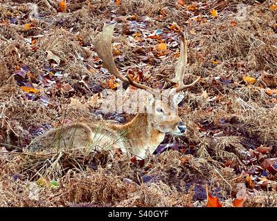 Cerf sauvage camouflé en buck mâle (Dama Dama) avec des bois cachés en saumâtre en hiver, Knole Park, Sevenoaks, Kent, Angleterre Banque D'Images