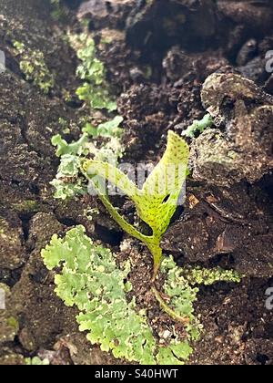 Un germe vert qui jante de l'écorce de l'arbre. Le sprout a de minuscules pointes et de petits points rouges. Il est partiellement entouré de lichen vert commun. Banque D'Images