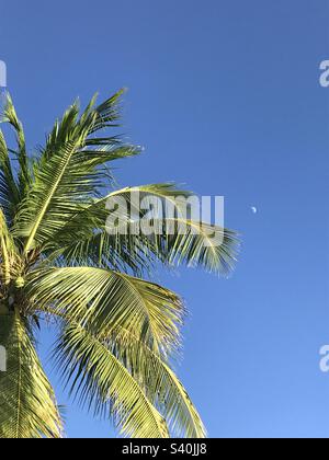 Palmier sur ciel bleu clair avec demi-lune en arrière-plan Banque D'Images