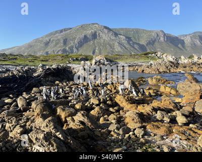 Colonie de pingouins africains, Betty’s Bay Banque D'Images