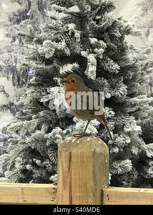 Robin, un résident du Garden Center, est sur une paire en magasin . Celui que nous appelons Ted a posé pour sa photo de Noël devant un des arbres de Noël à vendre . Banque D'Images