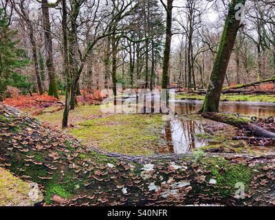 Arbre tombé à côté de l'eau inondée de Flechs dans le parc national de New Forest Banque D'Images